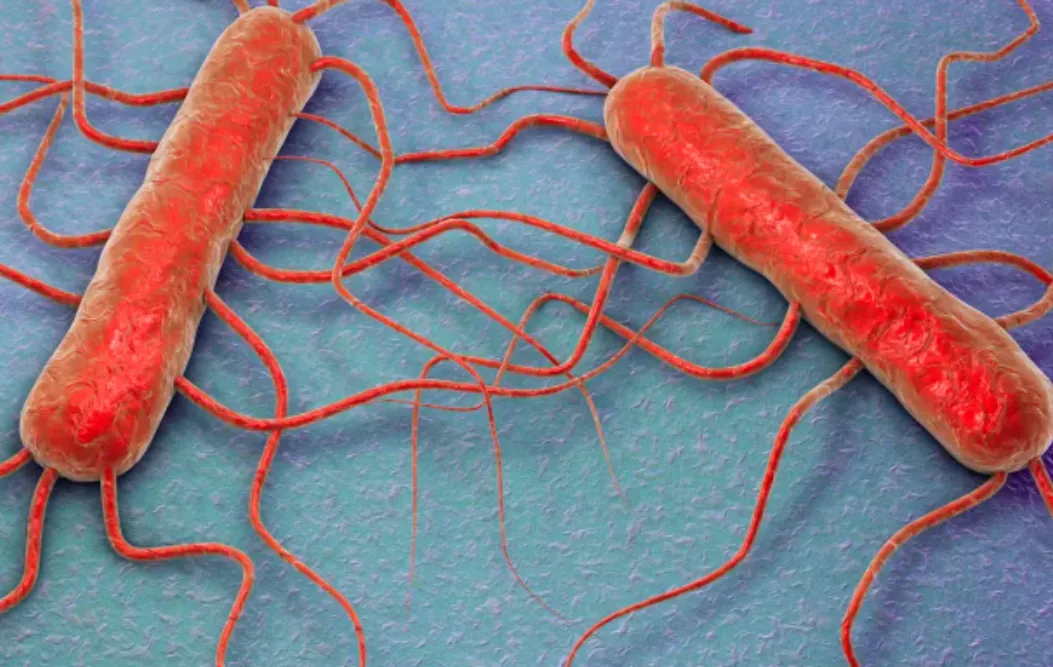 Brote de listeriosis