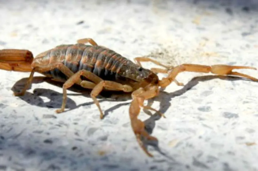 animales ponzoñosos