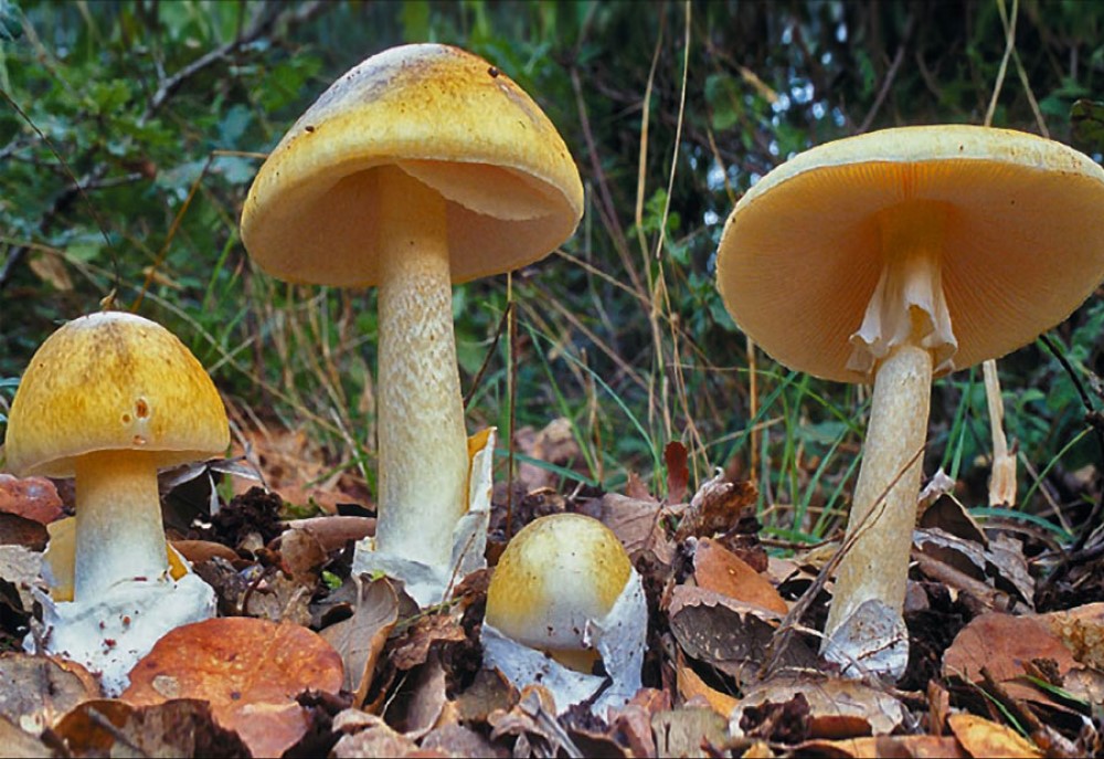 phalloides1