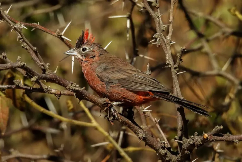 Aves-recuperadas_ cba.gov.ar