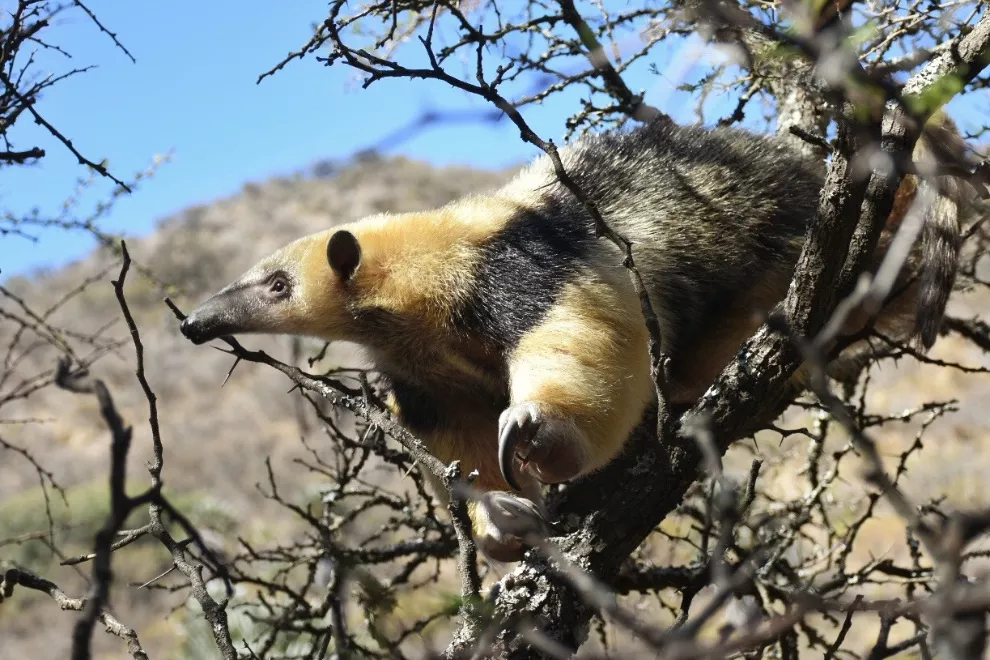 naturaleza policía ambiental