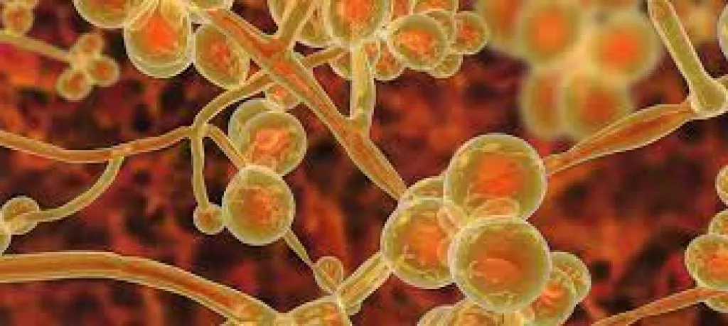 hongo candida auris