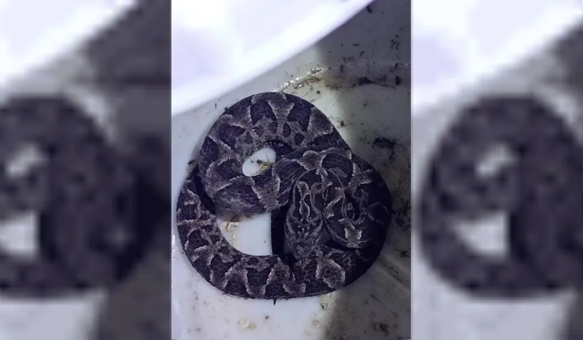 serpiente yarará