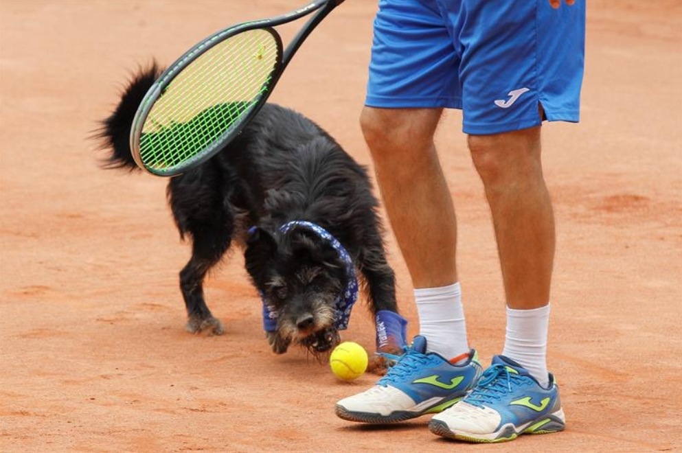 ATP-Dog-Friendly-2-1