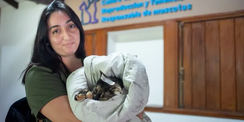 castraciones-gratuitas-Municipalidad_ prensa Municipalidad