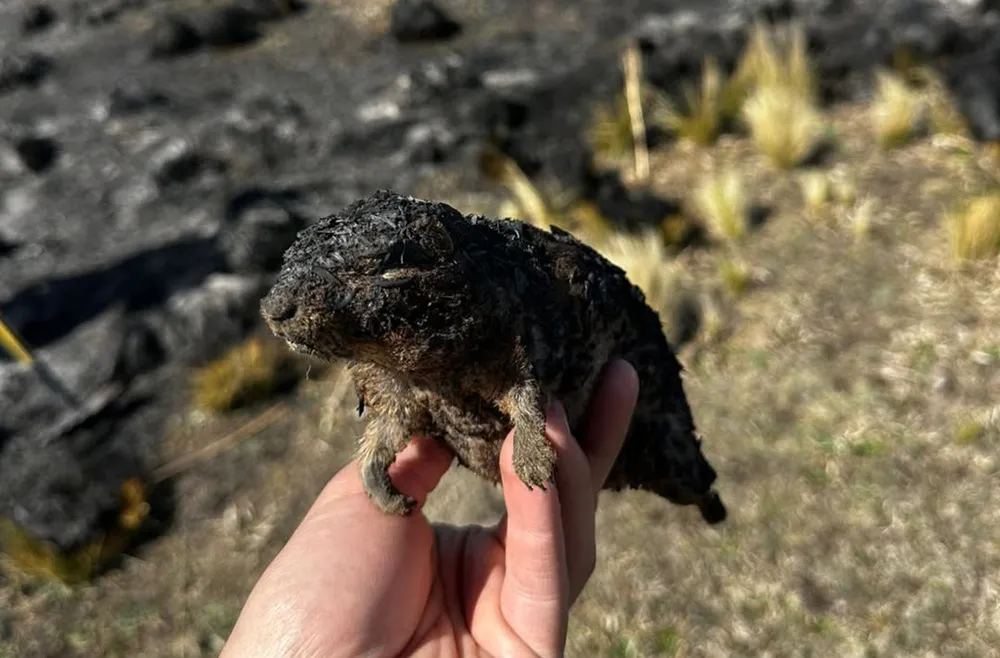 fauna incendio