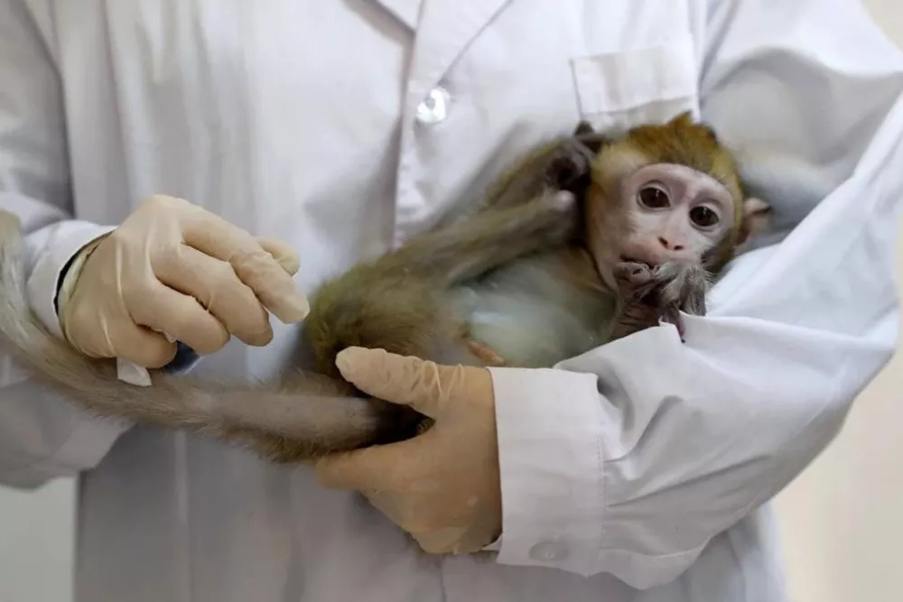 Macaco