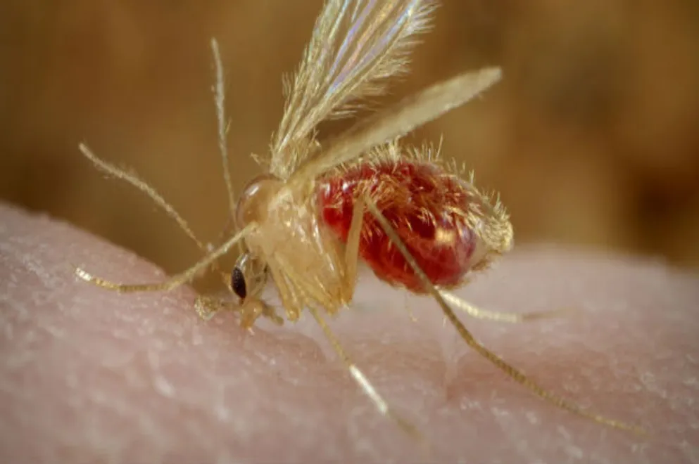 la leishmaniasis visceral