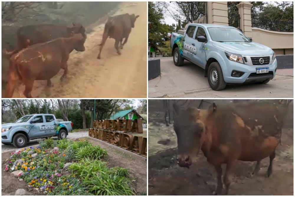 BioCordoba Animales Incendios