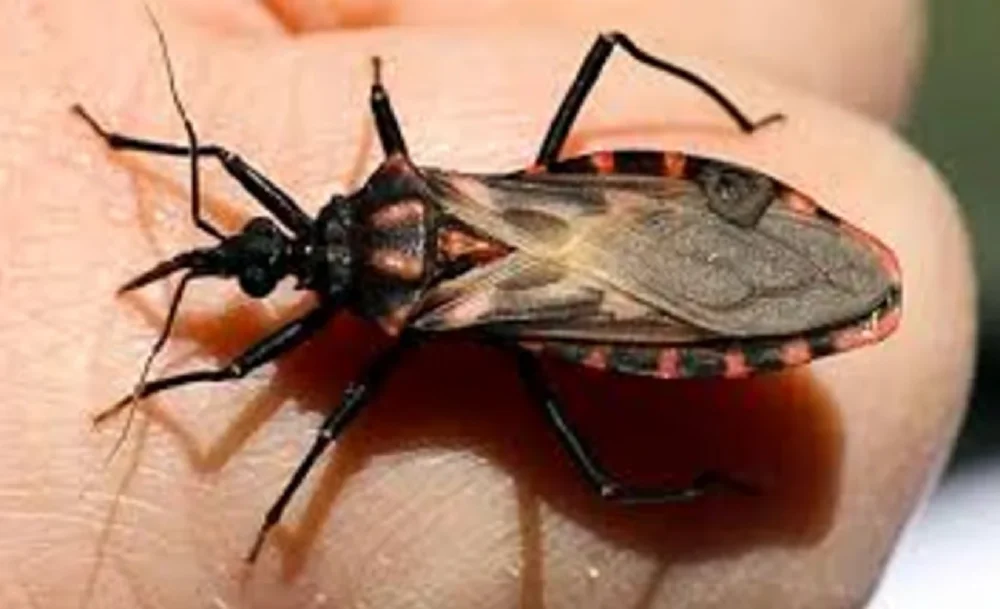 La vinchuca chagas