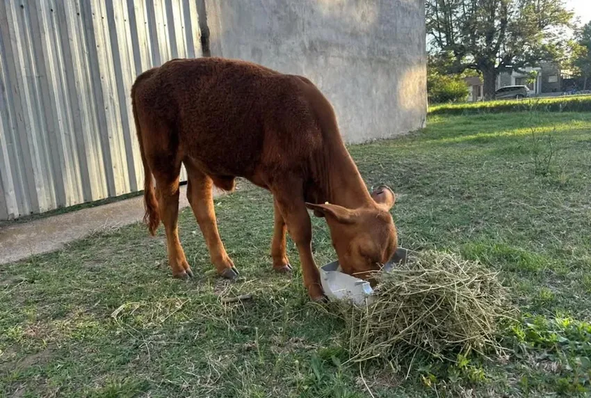 Berny-ternero-faenado-hernando_ redes NA