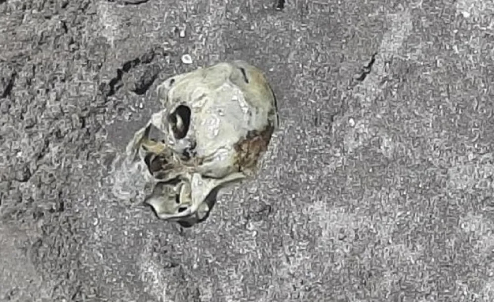 Craneo playa mar del plata