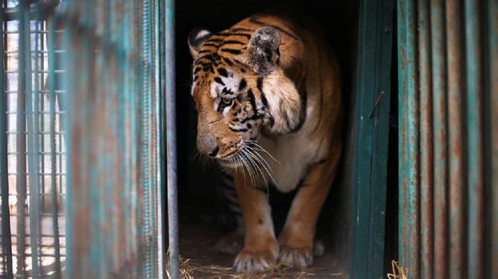 Tigre