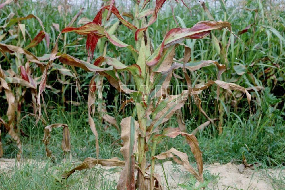 Recomendaciones para el manejo del achaparramiento del maíz