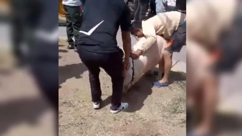 volcó un caminón cargado de cerdos