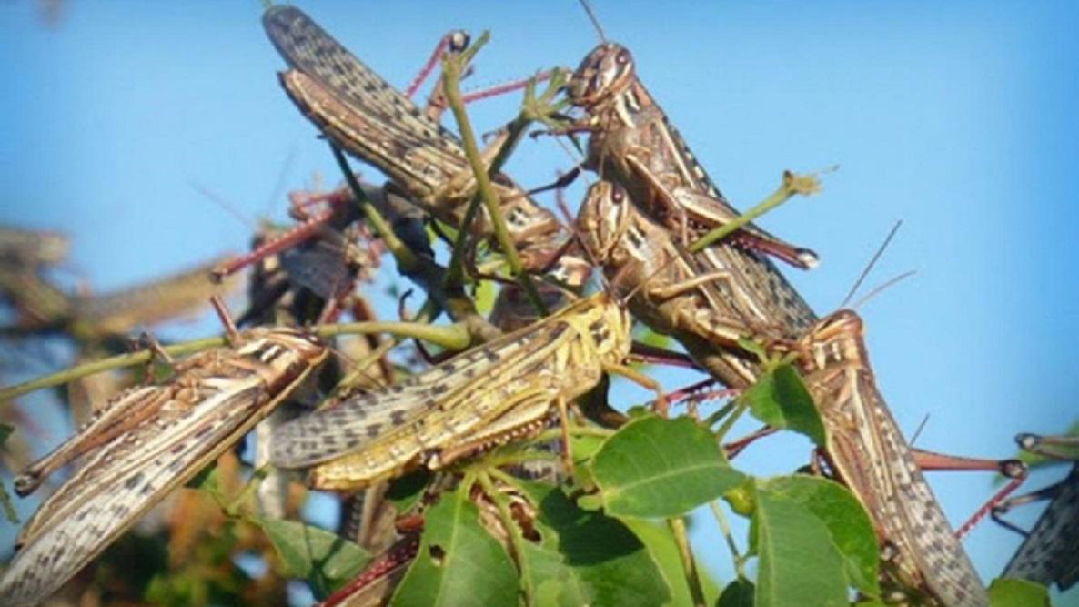 Langosta Plaga