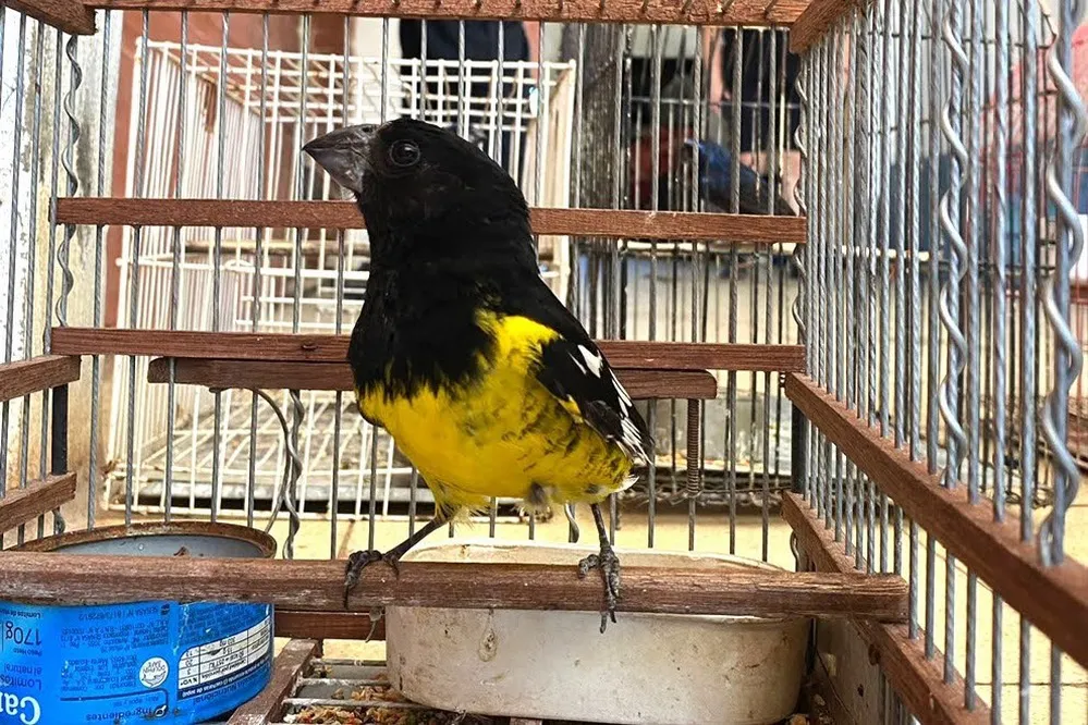 EL OBJETIVO FOTO OPERATIVO POLICIA AMBIENTAL AVES 2