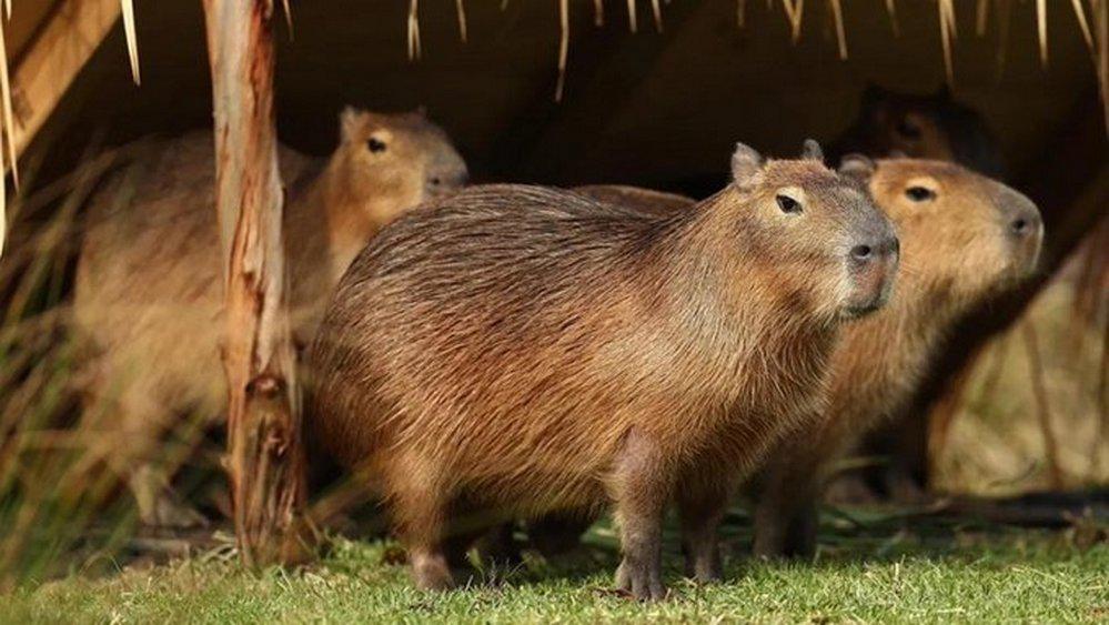 EL OBJETIVO FOTO MIEL DE CARPINCHO PROHIBIDA