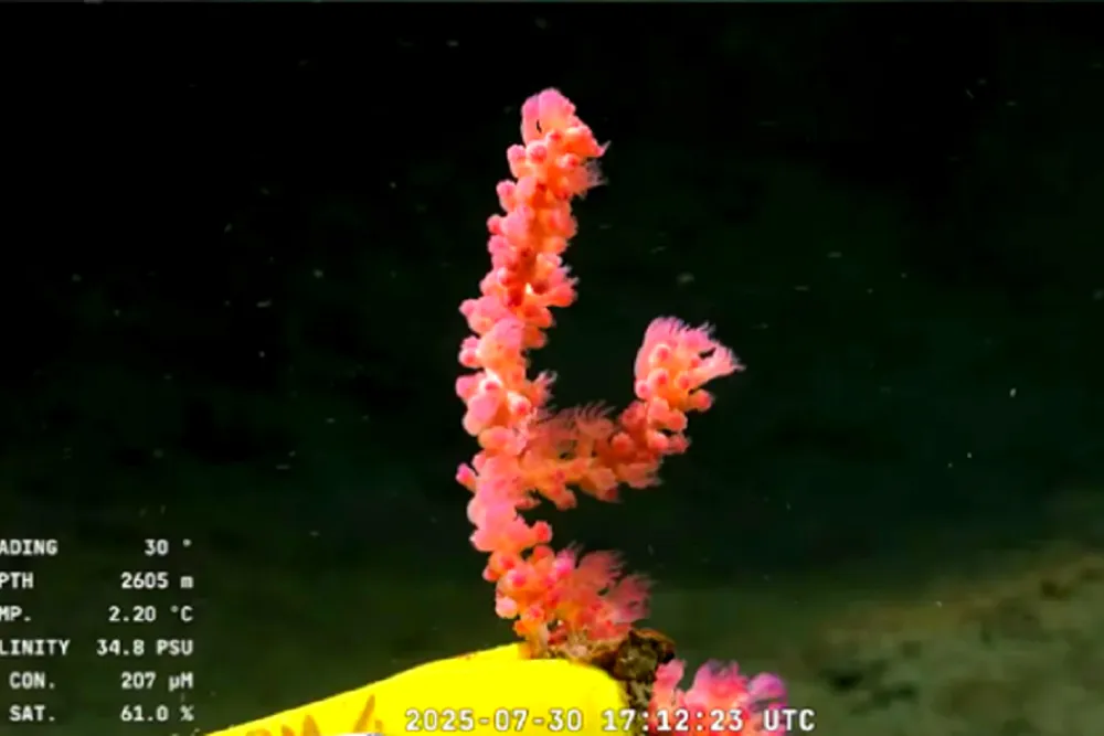streaming del CONICET en el fondo del mar