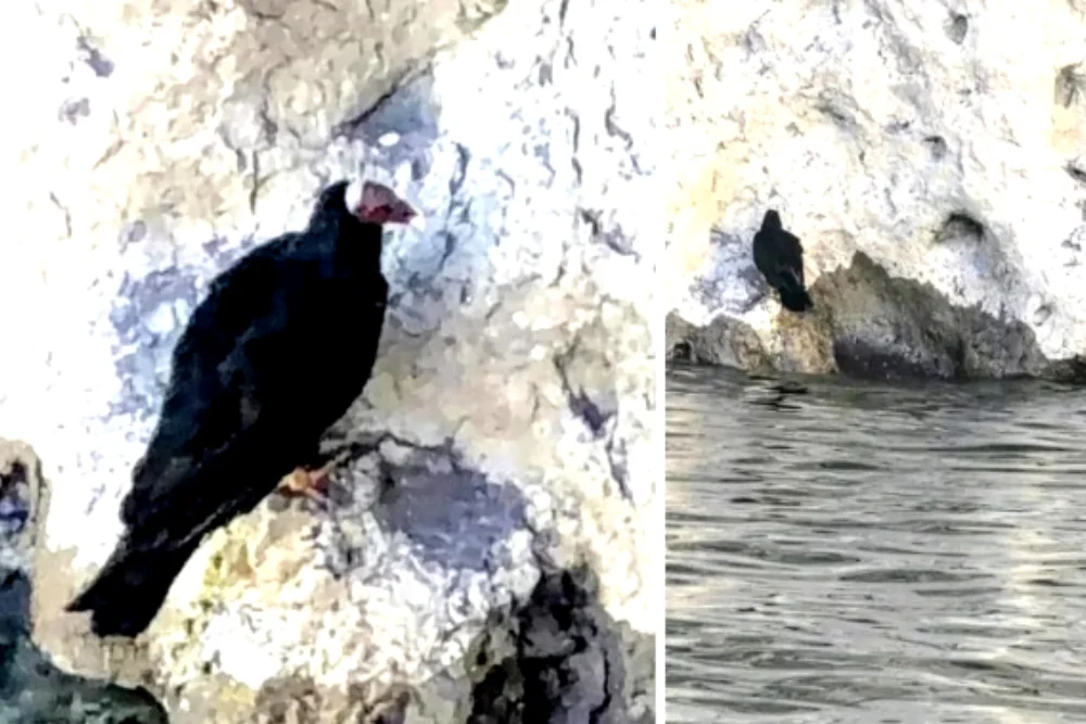 _cóndor andino Mendoza