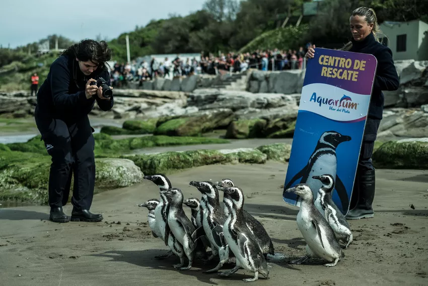 MDQ - pingüinos-rescate-00 _ Télam