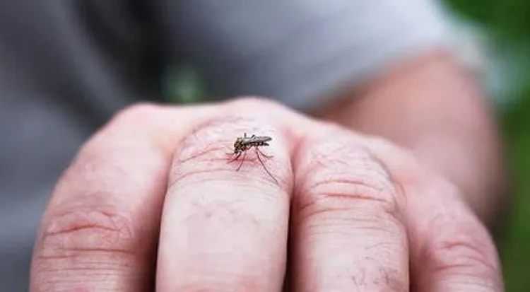 Culicoides paraensis-mosquito-jején_ gentileza