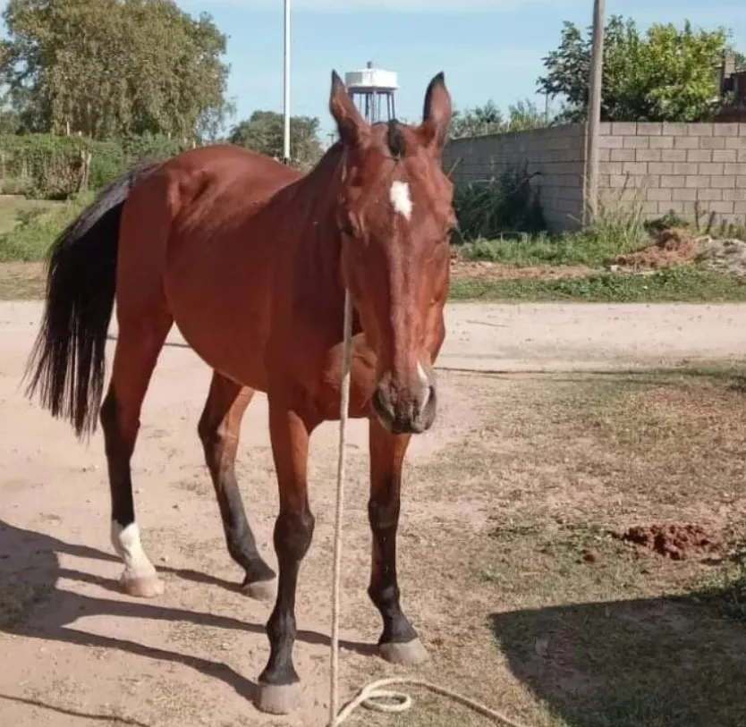 caballo