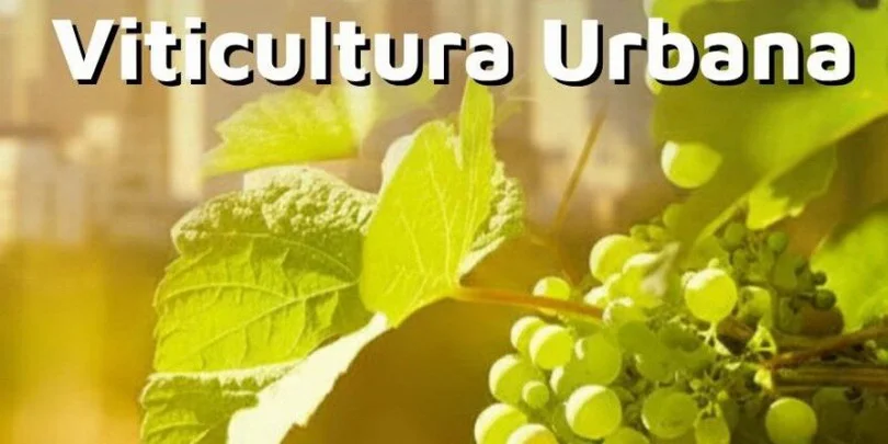 viticultura-urbana_ prensa Municipalidad