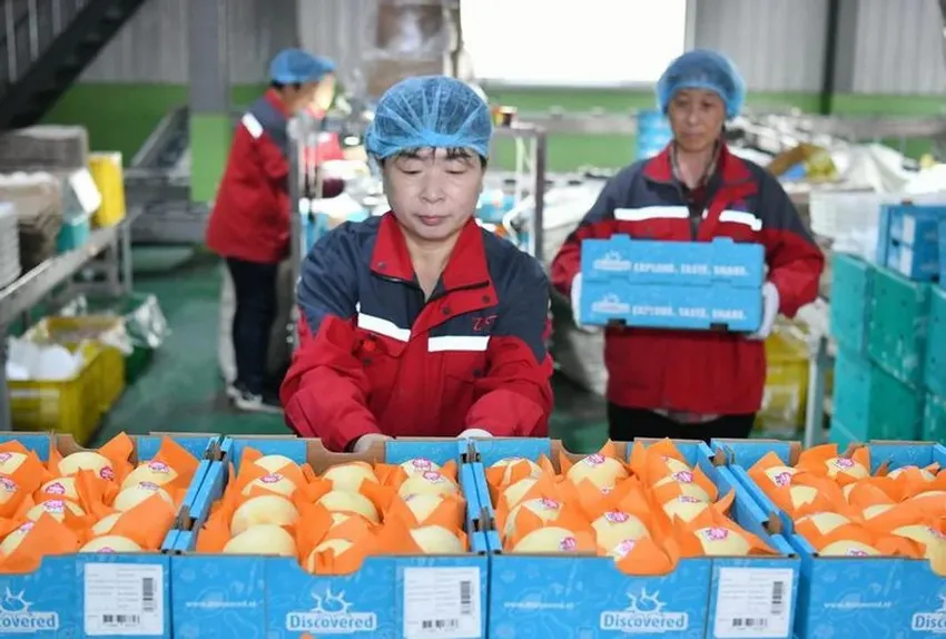 China-exporta-peras_ NA