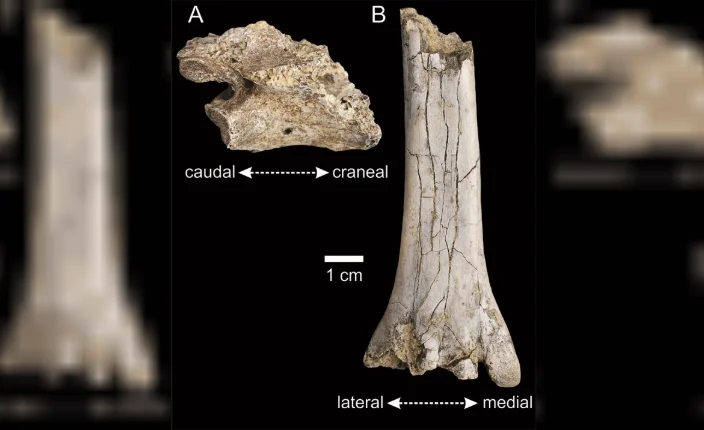 Los fósiles pertenecientes a un ñandú de hace 65 mil años