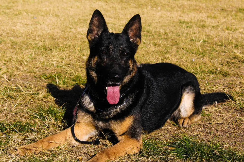 Brigada Canina de Policía Ambiental