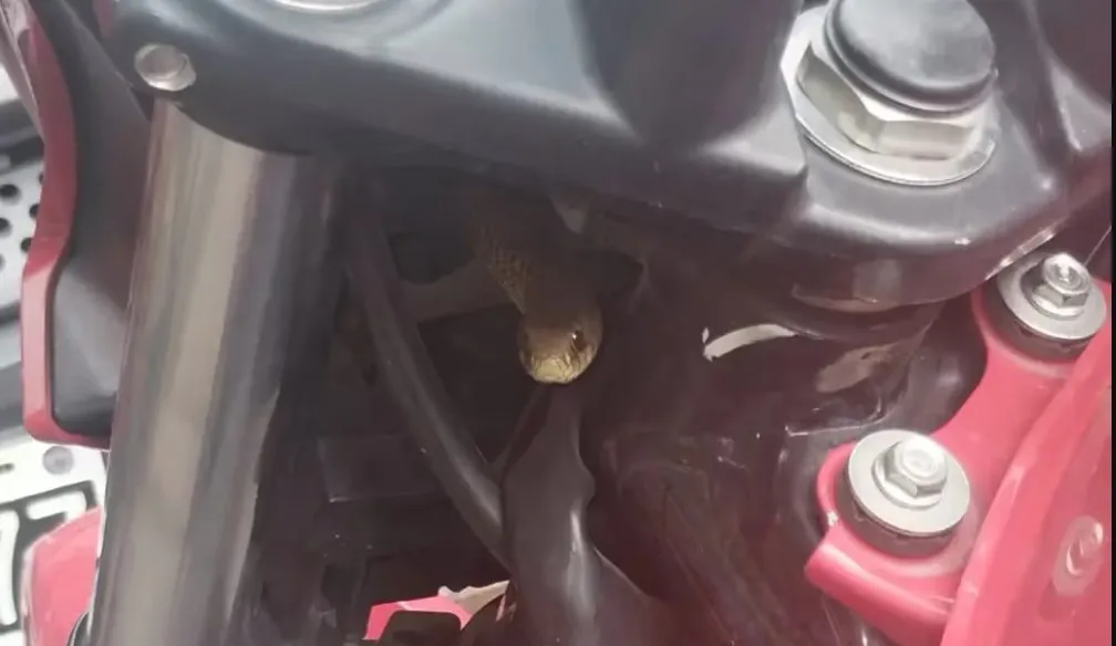 una serpiente