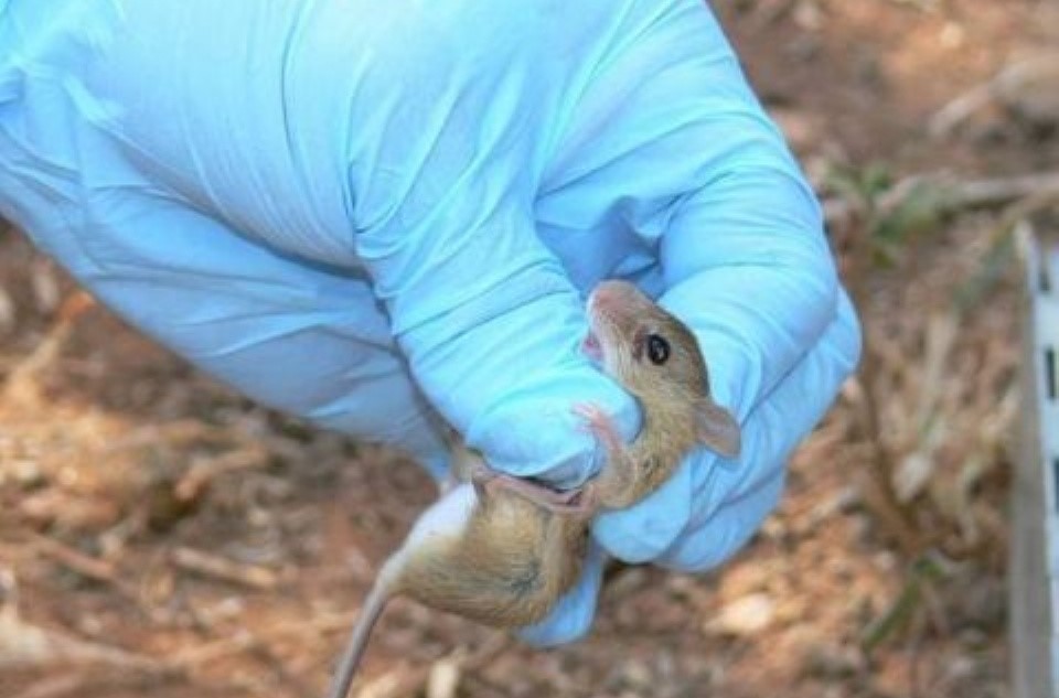 Hantavirus