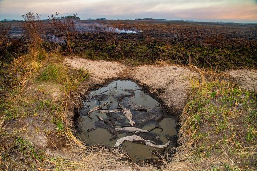 incendios esteros del libera 5