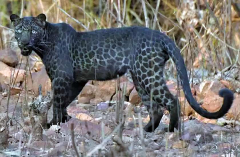 LeopardoNegro