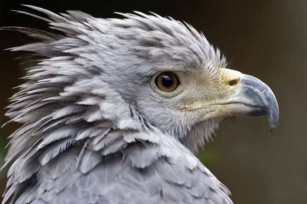 EL OBJETIVO FOTO Parque Nacional Traslasierra - Águila coronada - © Pablo Rodríguez Merkel