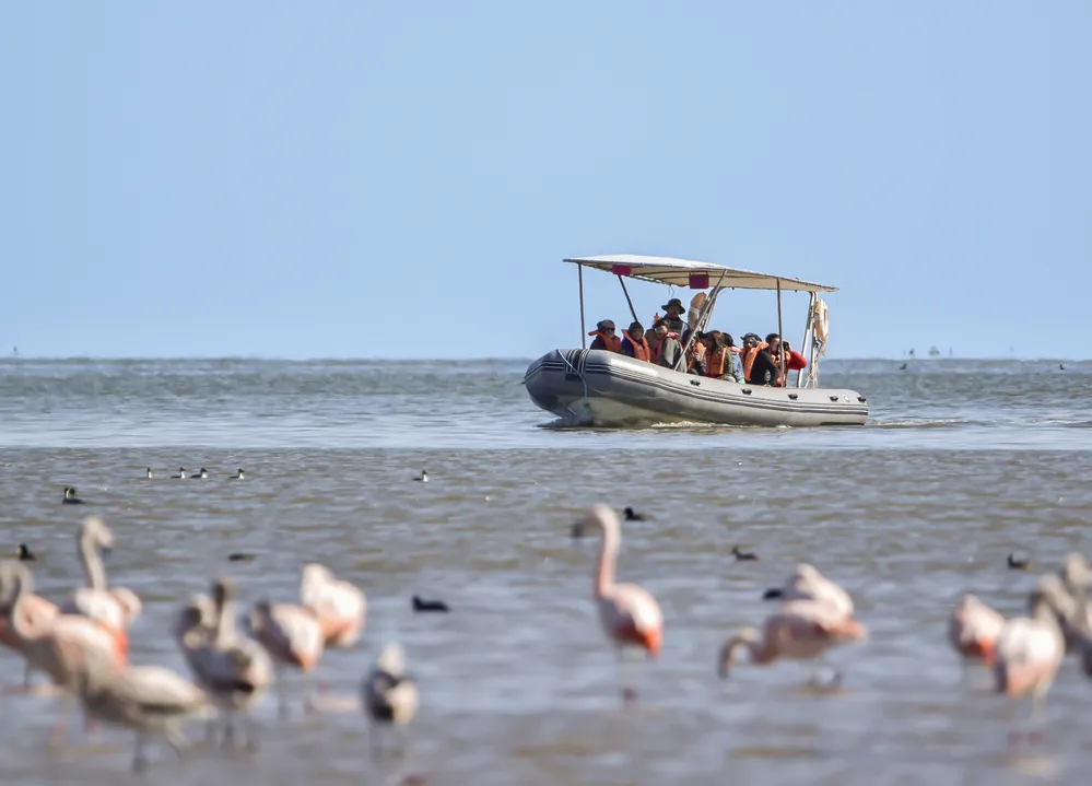 ECOOBJETIVO FOTO AVES ARGENTINAS ANSENUZA Paseos en lancha. PH Macarena Delsoglio