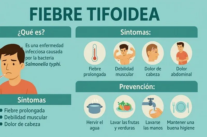 Tifoidea