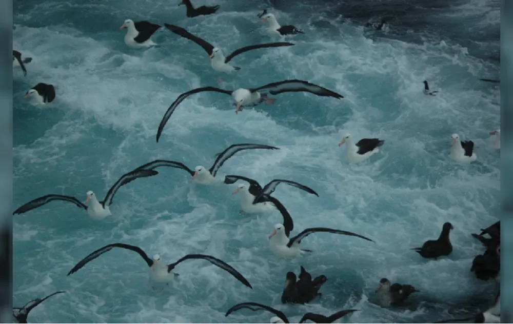 Día Mundial del Albatros