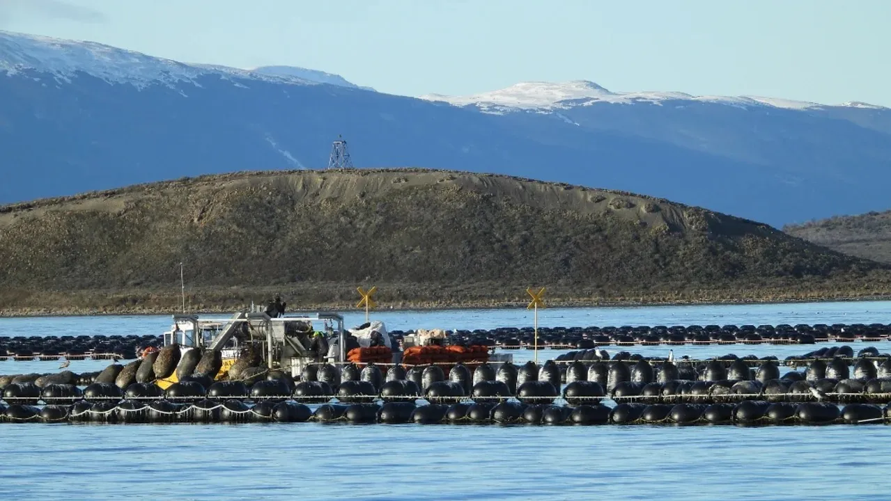 canal beagle