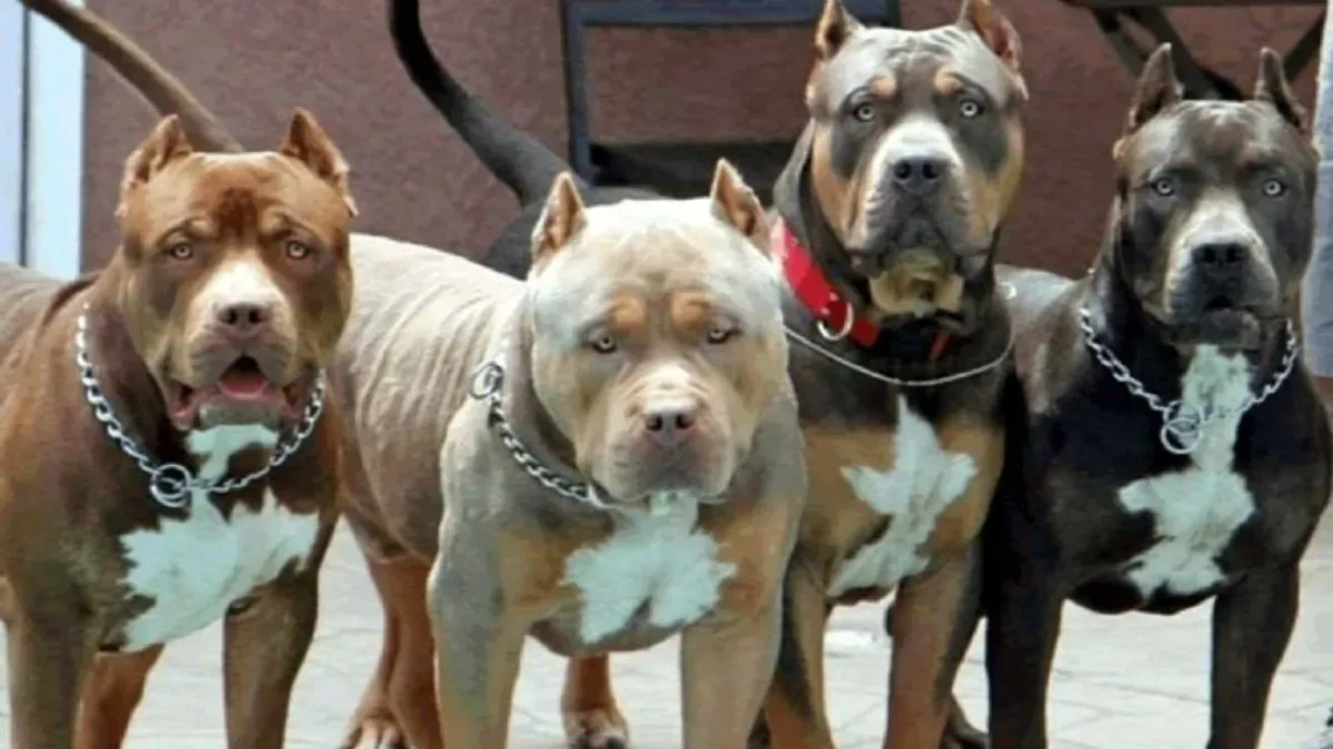 pitbulls