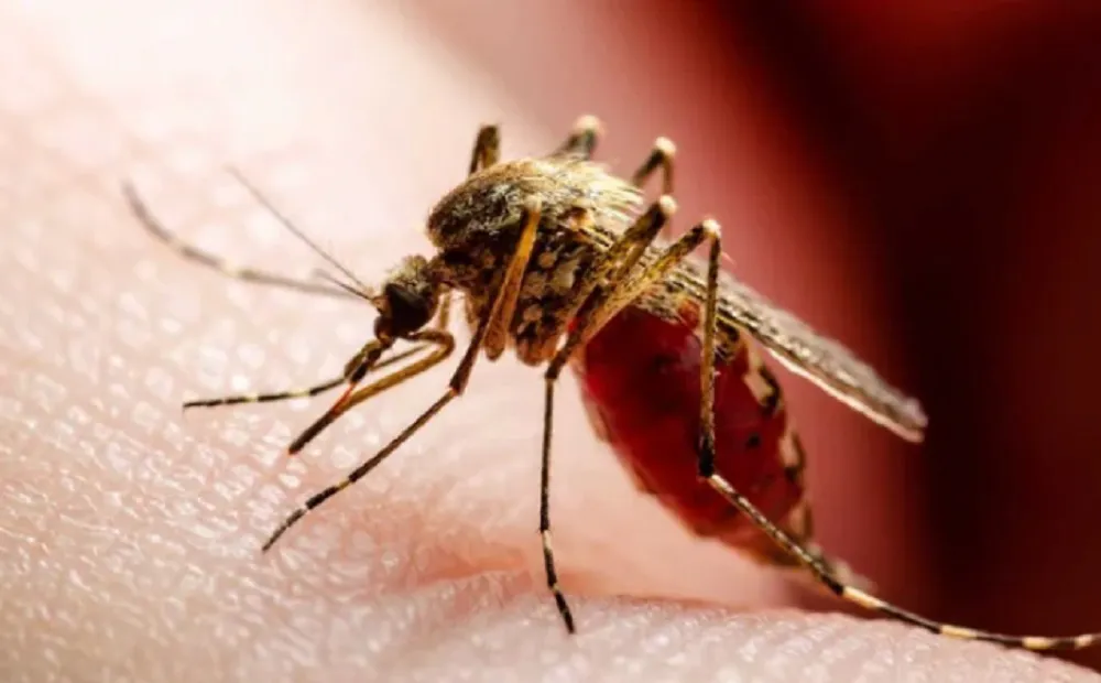 Dengue 3
