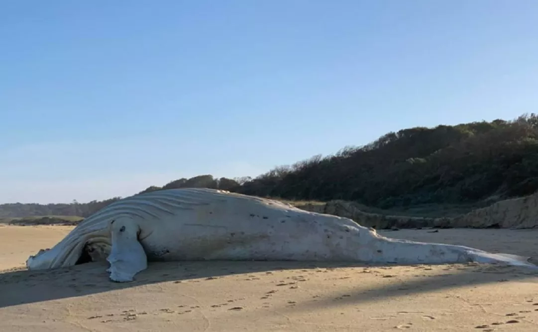 Rare albino whale found dead on Australian beach