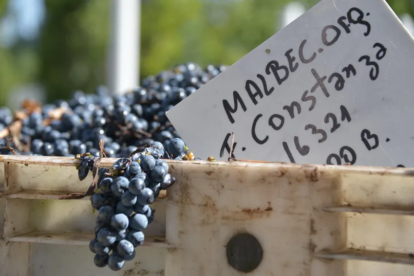 Malbec_ NA