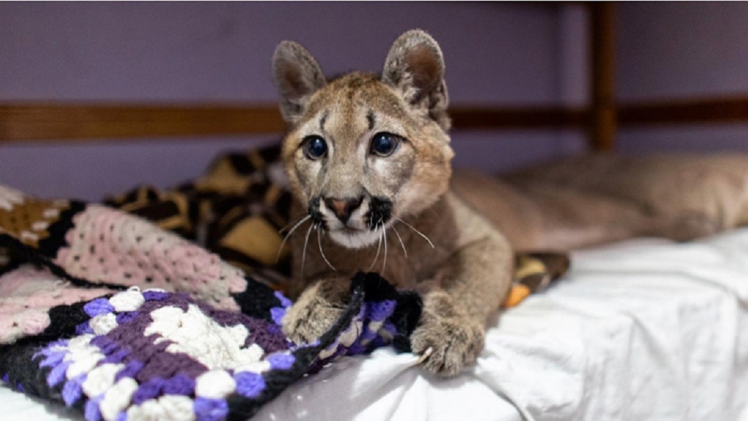 Puma