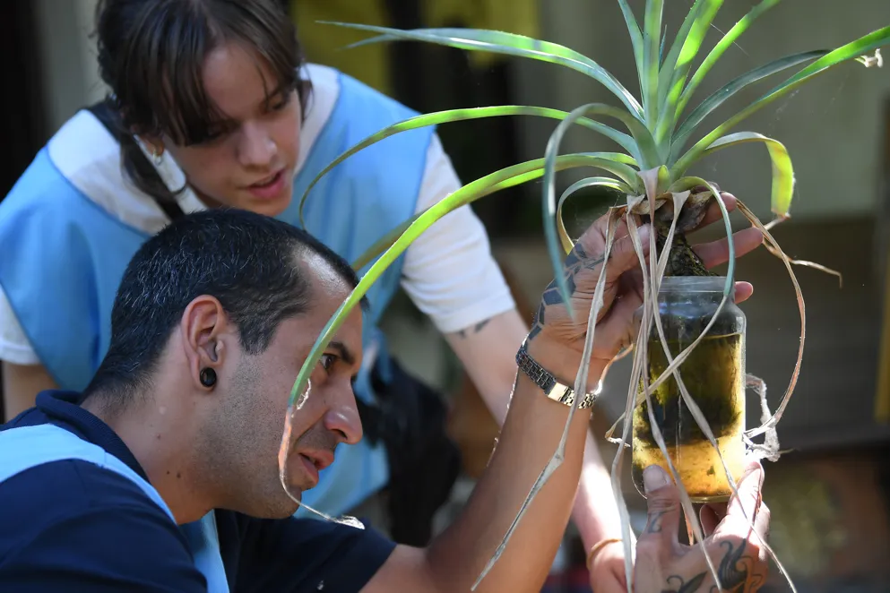 dengue en córdoba
