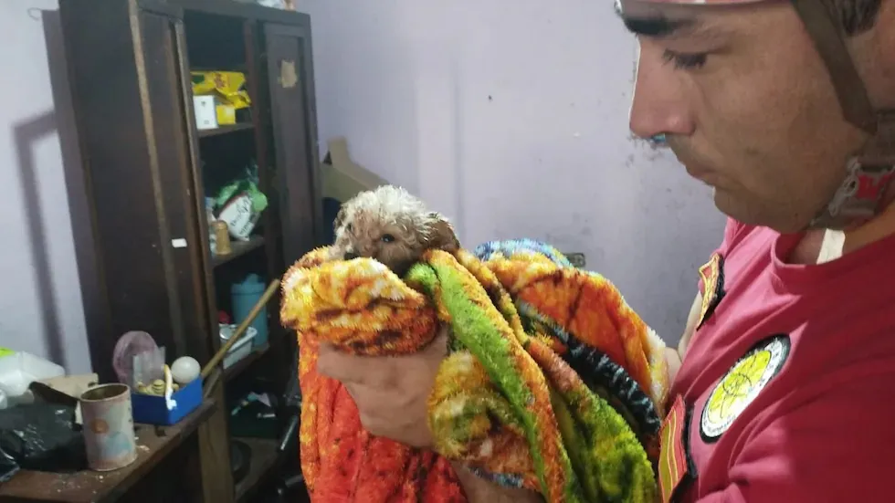 salvaron a un perrito