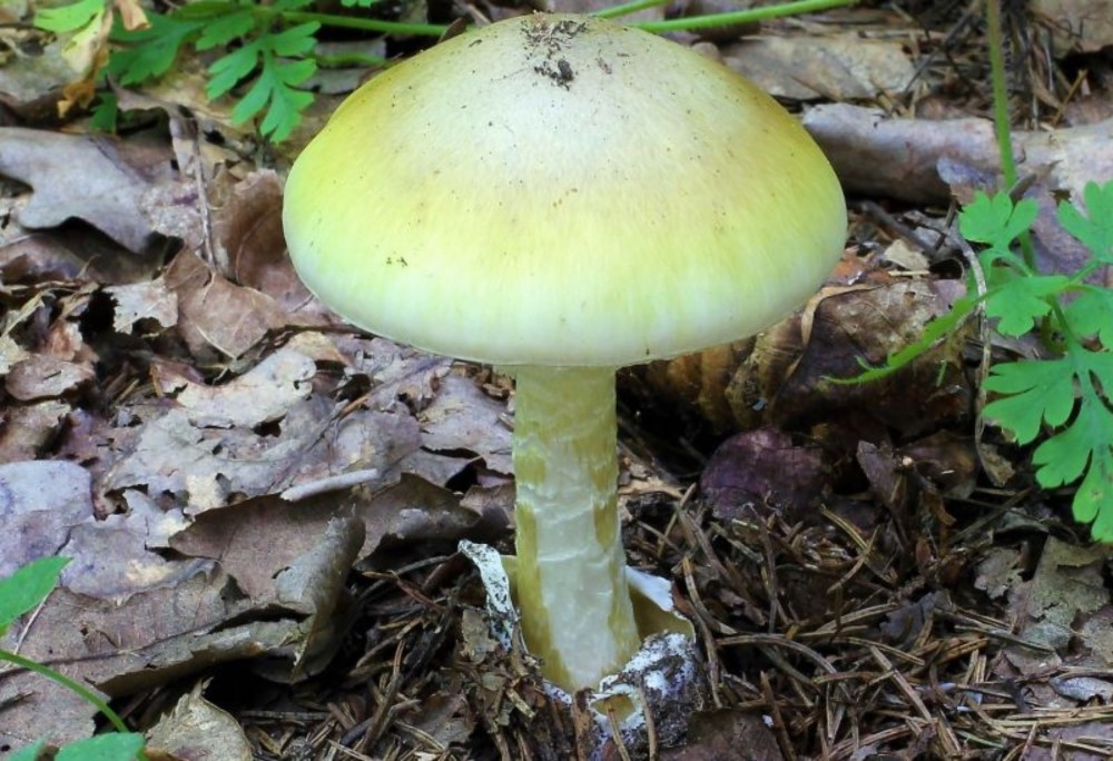 Amanita-phalloides
