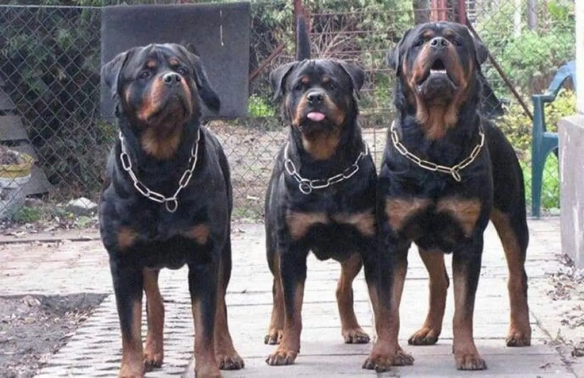 rottweilers