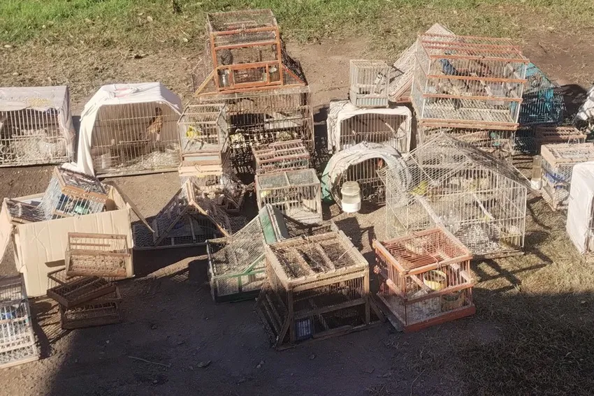 rescate-de-aves-00